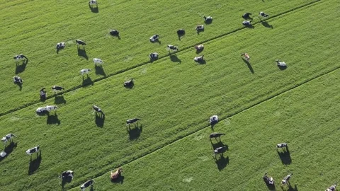 Aerial Cows grazing in field 2 Stock Footage