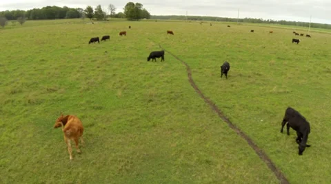 Aerial Cows Grazing Stock Footage 29028954