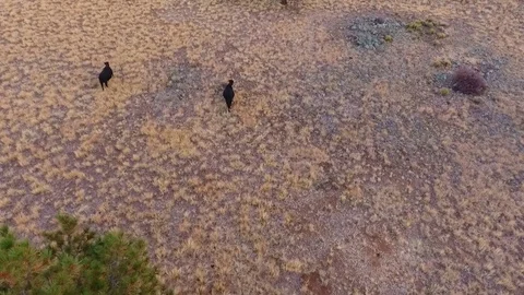 Aerial of cows grazing on the open range Stock Footage 81684762
