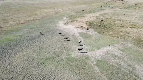 Aerial Cows grazing running Video stock 127267724