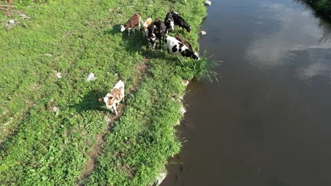 Aerial cows by lake Stock Footage 205732929