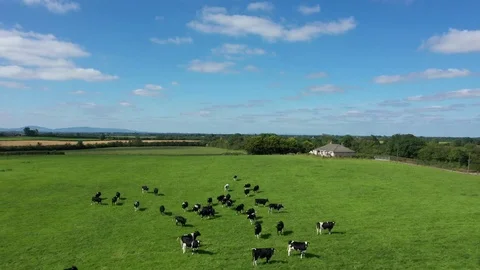 AERIAL - COWS RUNNING ON FIELD Stock Footage 113536615