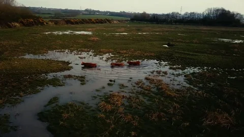 Aerial of cows walking through water on marshland Stock Footage 82868053