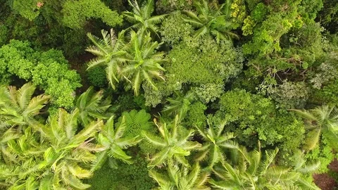 Aerial Crane Down Into Lush Australian Rainforest Stock Footage 83607853