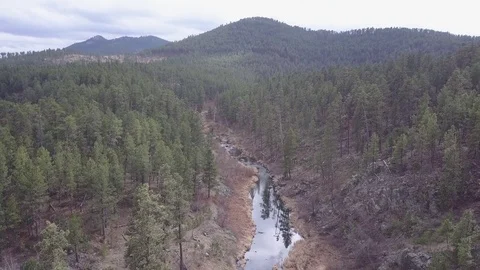 Aerial of Creek Stream in Ponderosa Pine Forest in Black Hills Stock Footage