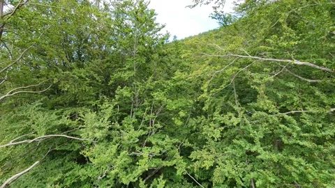 Aerial cross view of a beech forest in the mountain area of gran sasso abruzzo i Stock-Footage 136519708