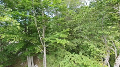 Aerial cross view of a beech forest in the mountain area of gran sasso abruzzo i Video stock 136519761