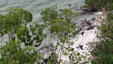 Aerial crows flying above mangrove trees on shoreline Video stock 337717544