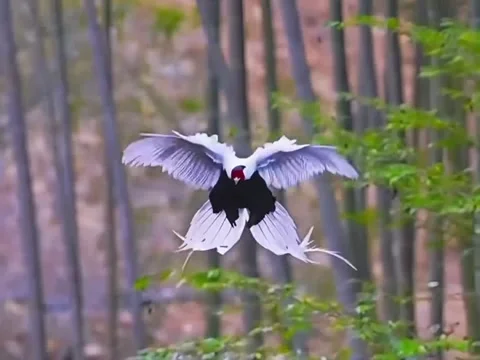 Aerial dance of the silver pheasant Stockbeeldmateriaal 334360165