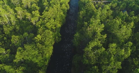 Aerial of Dark Peat Forest River, Sebangau National Park Stock Footage 143302355
