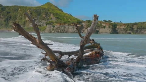 Aerial: Dead tree on the beach with a waves washing over it, New Zealand Stock Footage 246975326