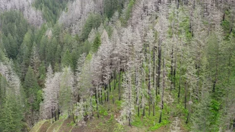 Aerial of dead trees in the forest caused wildfire. Stock-Footage 158027799