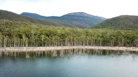 Aerial of dead trees in the lake Stock Footage 99713248