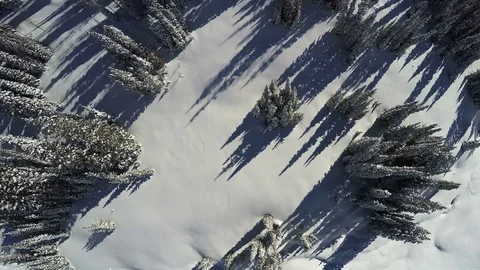 Aerial-Decending Looking down on snow covered pine trees Stock Footage 72200450