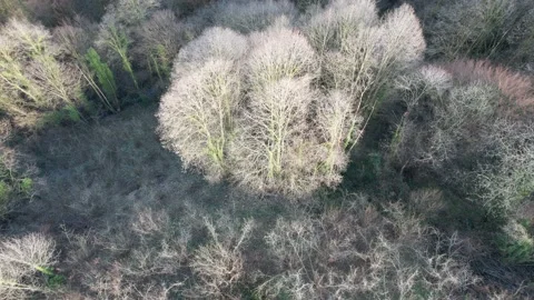 Aerial deciduous trees Stock Footage 237118371
