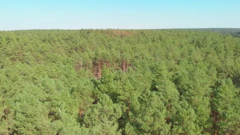 The Aerial Deforestation Stock Footage 139328448