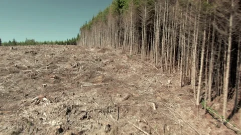 Aerial: Deforestation Forest, Clear Cut of tree Landscape, Washington, USA Stock-Footage 159687112