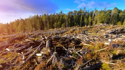 Aerial Deforestation Forest View, Clear Cut Descending View of Tree Landscape Stock Footage 99361080