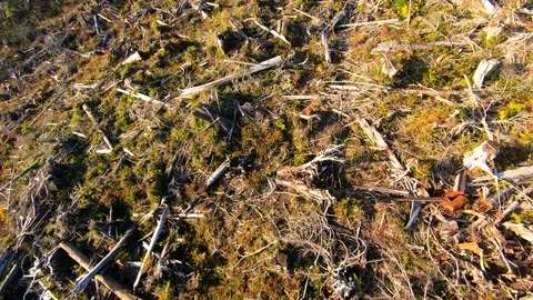 Aerial Deforestation Tree Stumps Cut Down Tree Forest View Environment Cutting  Stock Footage 109576494