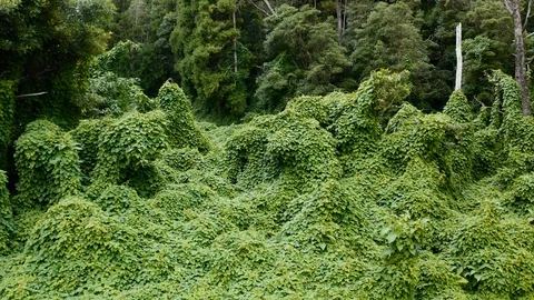 Aerial of dense ancient forest on Faial island, Azores islands, Portugal Stock Footage 120464358