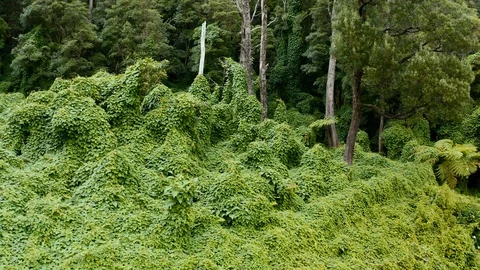 Aerial of dense ancient forest on Faial island, Azores islands, Portugal Video stock 120464392