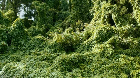Aerial of dense ancient forest on Faial island, Azores islands, Portugal Video stock 120464436