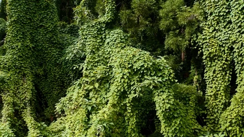 Aerial of dense ancient forest on Faial island, Azores islands, Portugal Video stock 120464473