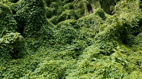 Aerial of dense ancient forest on Faial island, Azores islands, Portugal Stock Footage 120464545