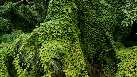 Aerial of dense ancient forest on Faial island, Azores islands, Portugal Video stock 120464584