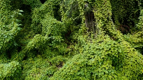 Aerial of dense ancient forest on Faial island, Azores islands, Portugal Video stock 120464608