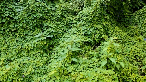 Aerial of dense ancient forest on Faial island, Azores islands, Portugal Video stock 120464631