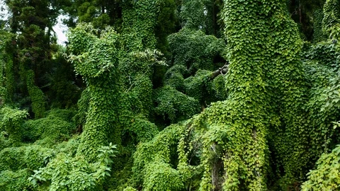 Aerial of dense ancient forest on Faial island, Azores islands, Portugal Video stock 120464649