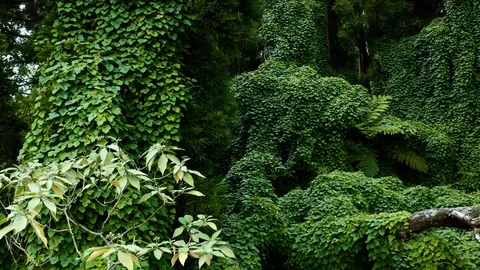 Aerial of dense ancient forest on Faial island, Azores islands, Portugal Video stock 120464663