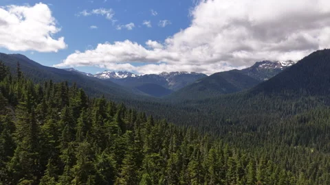 Aerial of dense coniferous forest and mountains in Gifford Pinchot Forest Stock Footage 339356909