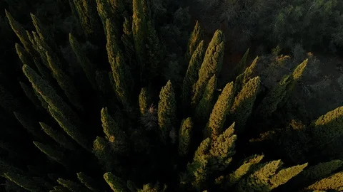 Aerial, dense cypress tree forest in the mountains. 4k, Greece Stock-Footage 102002630