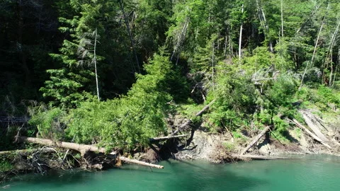Aerial of dense forest and river Stock Footage 259774685