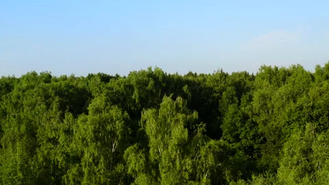 Aerial. Dense forest. Top view over green trees 스톡 동영상 166011840