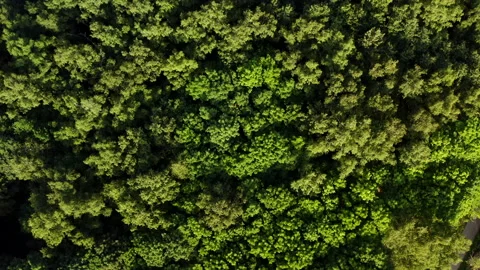 Aerial. Dense forest. Top view over green trees 스톡 동영상 166012509