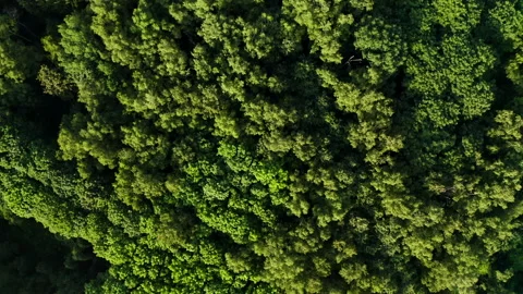 Aerial. Dense forest. Top view over green trees 스톡 동영상 166012660
