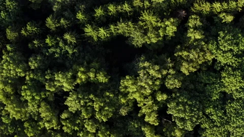 Aerial. Dense forest. Top view over green trees 스톡 동영상 166013152