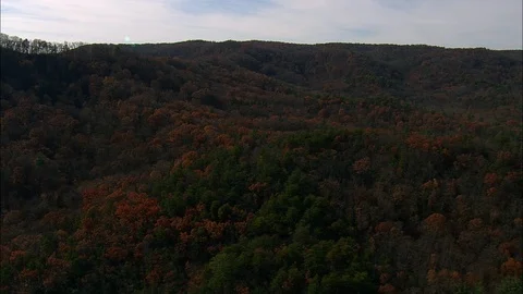 Aerial of dense forest tree tops Stock Footage 109141433