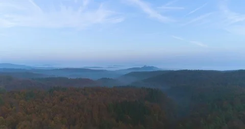 Aerial of dense forest trees at dawn Stock Footage 116248866