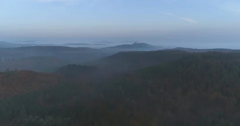 Aerial of dense forest trees at dawn Stock Footage 116249024
