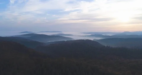 Aerial of dense forest trees at dawn Stock Footage 116249228