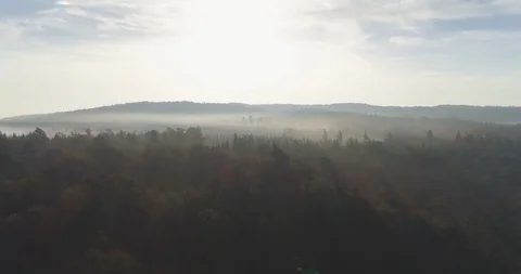 Aerial of dense forest trees at dawn Stock Footage 116250723