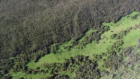 Aerial of dense forest trees, Looking down on grass and rock formations, Wyoming Stock Footage 109466535