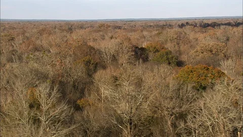Aerial of dense forest trees, Low over bare trees, South Carolina Vidéo 109141204