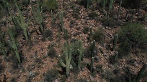 Aerial of a dense patch of Saguaro cactus in Arizona Stock Footage 204154042
