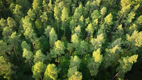 Aerial of dense pine and deciduous forest. Stock Footage 320873121