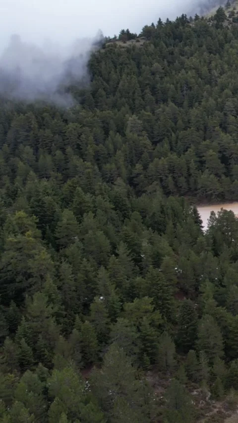 Aerial dense pine forest covered with fog on mountain winter landscape Stock Footage 343993160
